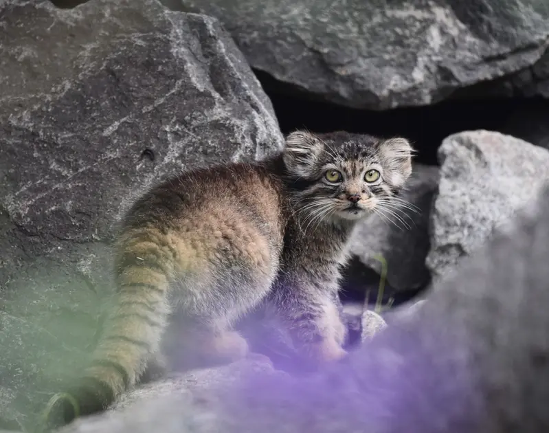 A photograph of Daughter of Charu b. 2025 in Tierpark Berlin