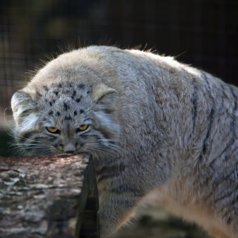 A photograph of Kitten of Alani b.2026 Ⅱ in Košice Zoo