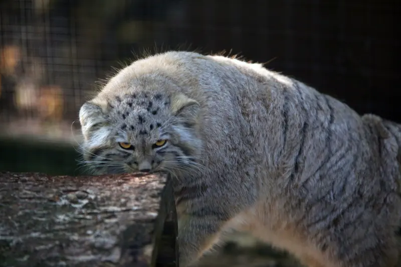 A photograph of Kitten of Alani b.2026 Ⅱ in Košice Zoo