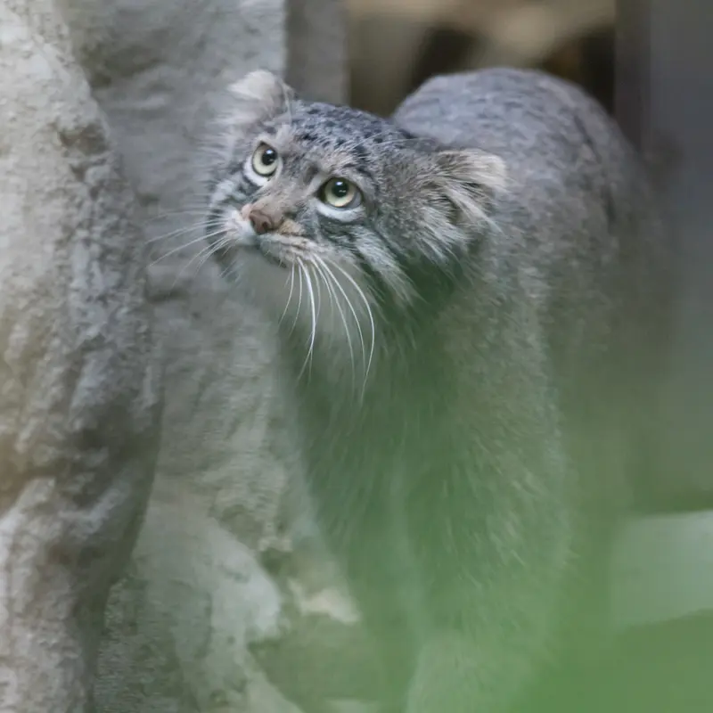 A photograph of Figa in Nogeyama Zoo