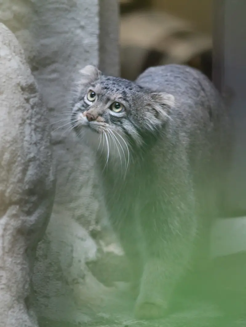 A photograph of Figa in Nogeyama Zoo