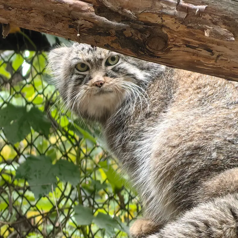 A photograph of Ruf in Novosibirsk Zoo