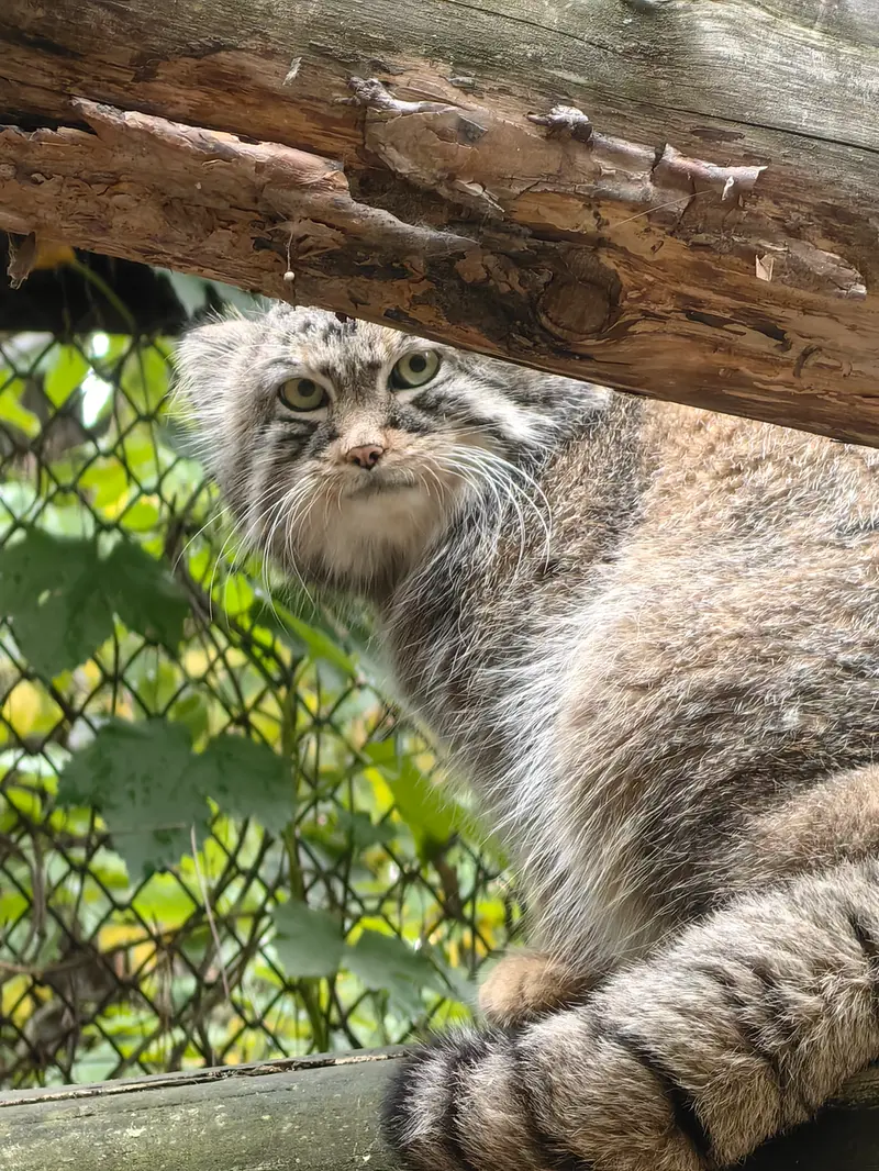 A photograph of Ruf in Novosibirsk Zoo