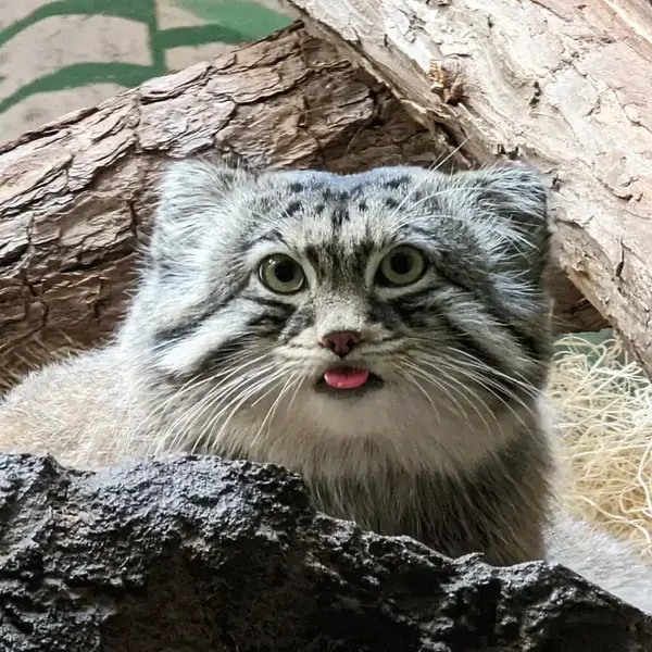 A photograph of a Pallas's cat