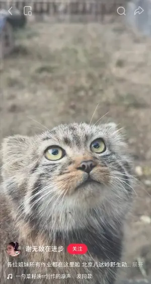 A photograph of a Pallas's cat
