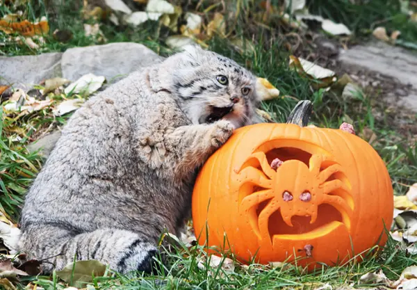 spookin' time