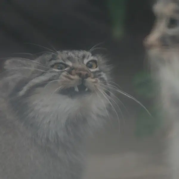 A photograph of Mei in Kobe Animal Kingdom