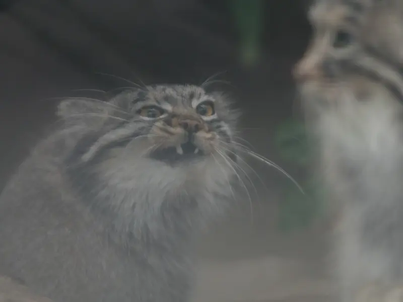A photograph of Az and Mei in Kobe Animal Kingdom
