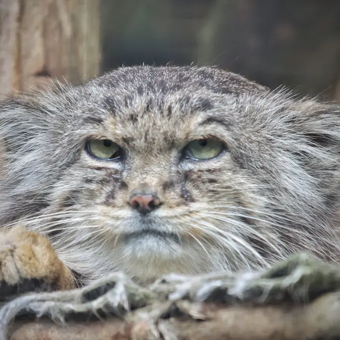 A photograph of Vorace in Lille Zoo