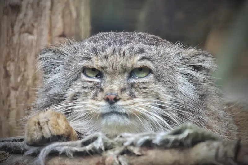 A photograph of Vorace in Lille Zoo