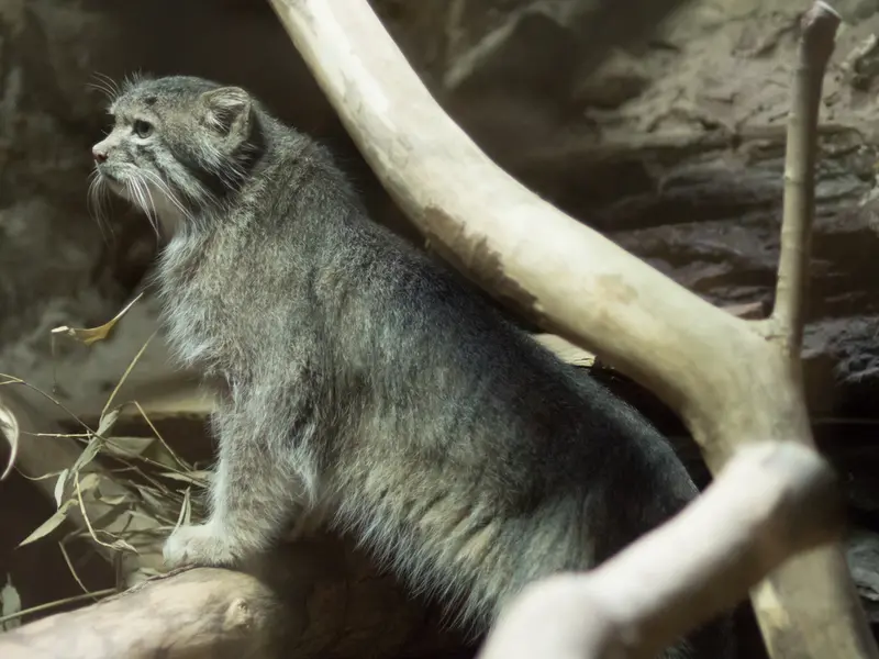 A photograph of Klyon in Ueno Zoological Gardens
