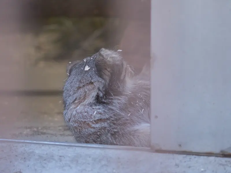 A photograph of Figa in Nogeyama Zoo