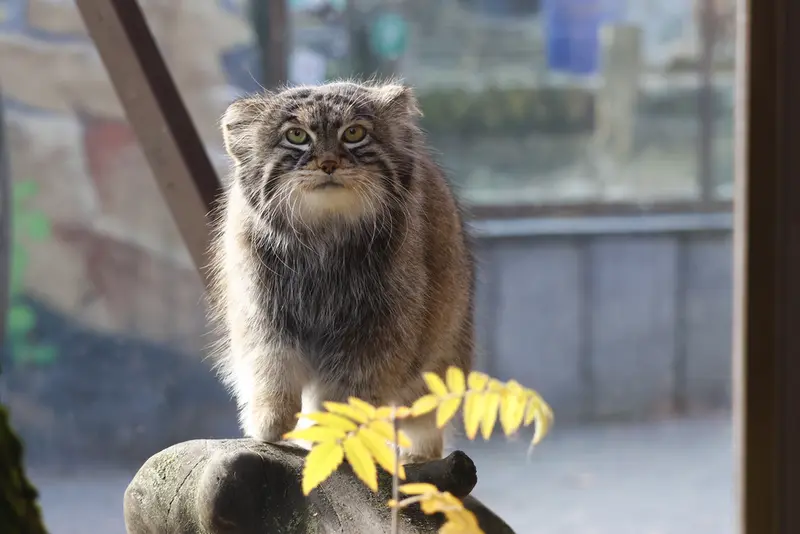 A photograph of a Pallas's cat
