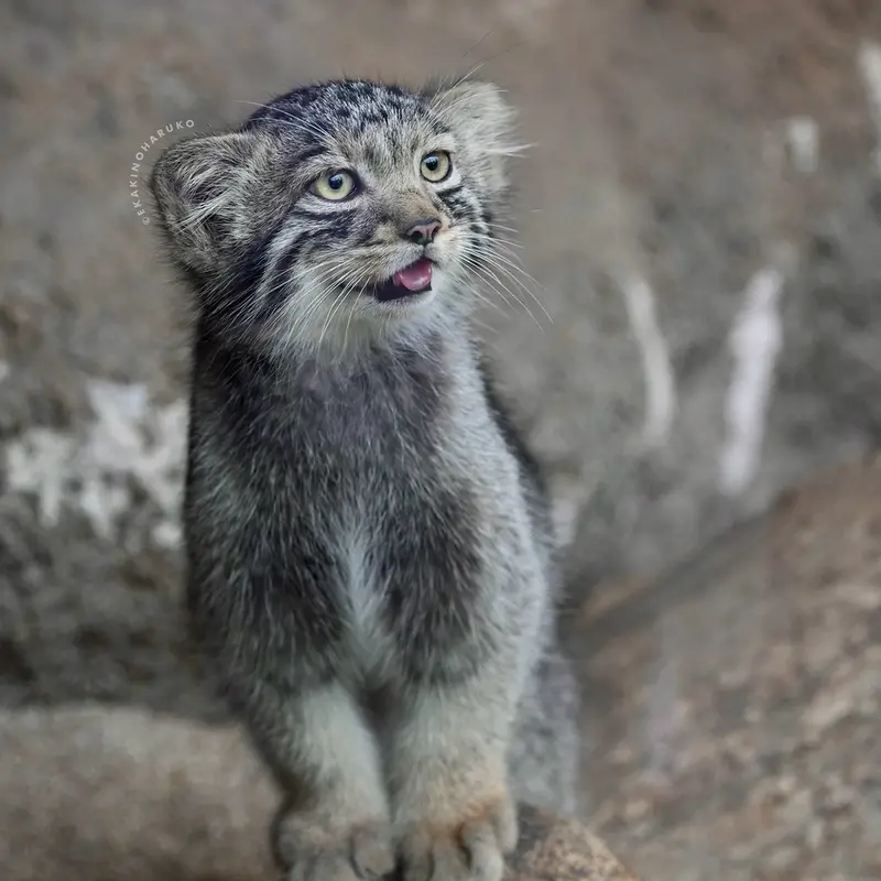 A photograph of Komorebi in Kobe Animal Kingdom