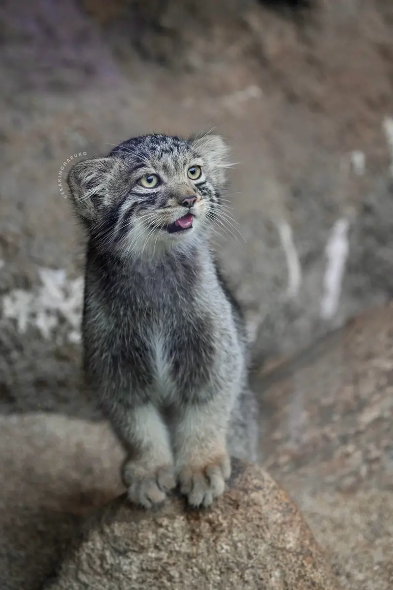 A photograph of Komorebi in Kobe Animal Kingdom