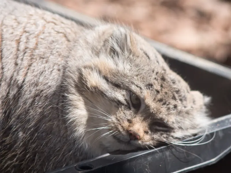 A photograph of Lotos in Saitama Children's Zoo