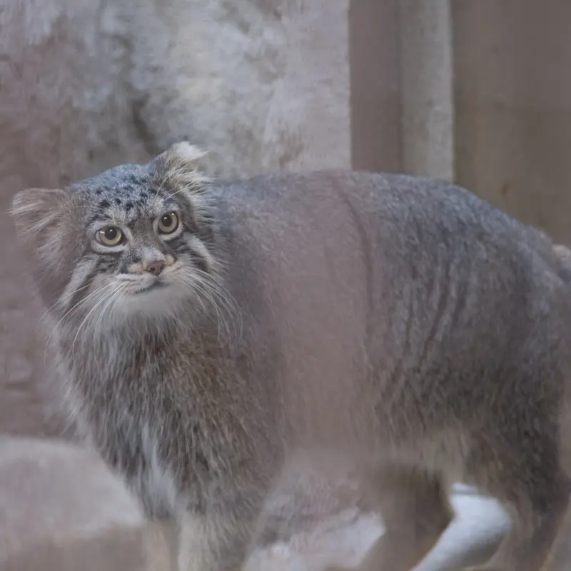A photograph of Figa in Nogeyama Zoo