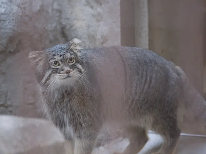 A photograph of Figa in Nogeyama Zoo