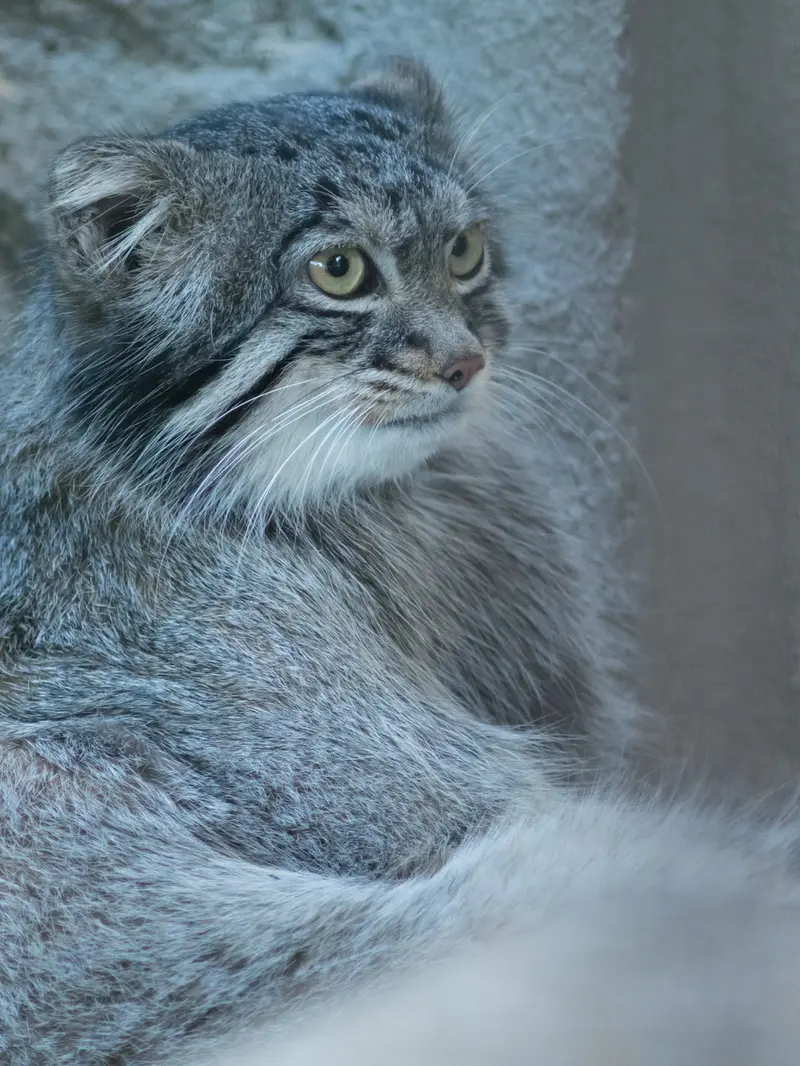 A photograph of Figa in Nogeyama Zoo