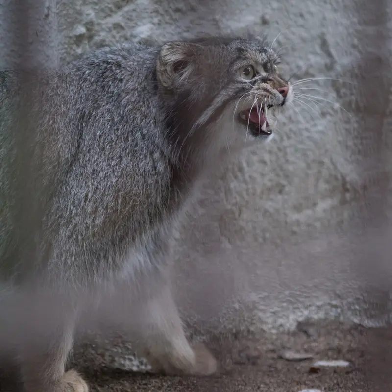 A photograph of Figa in Nogeyama Zoo