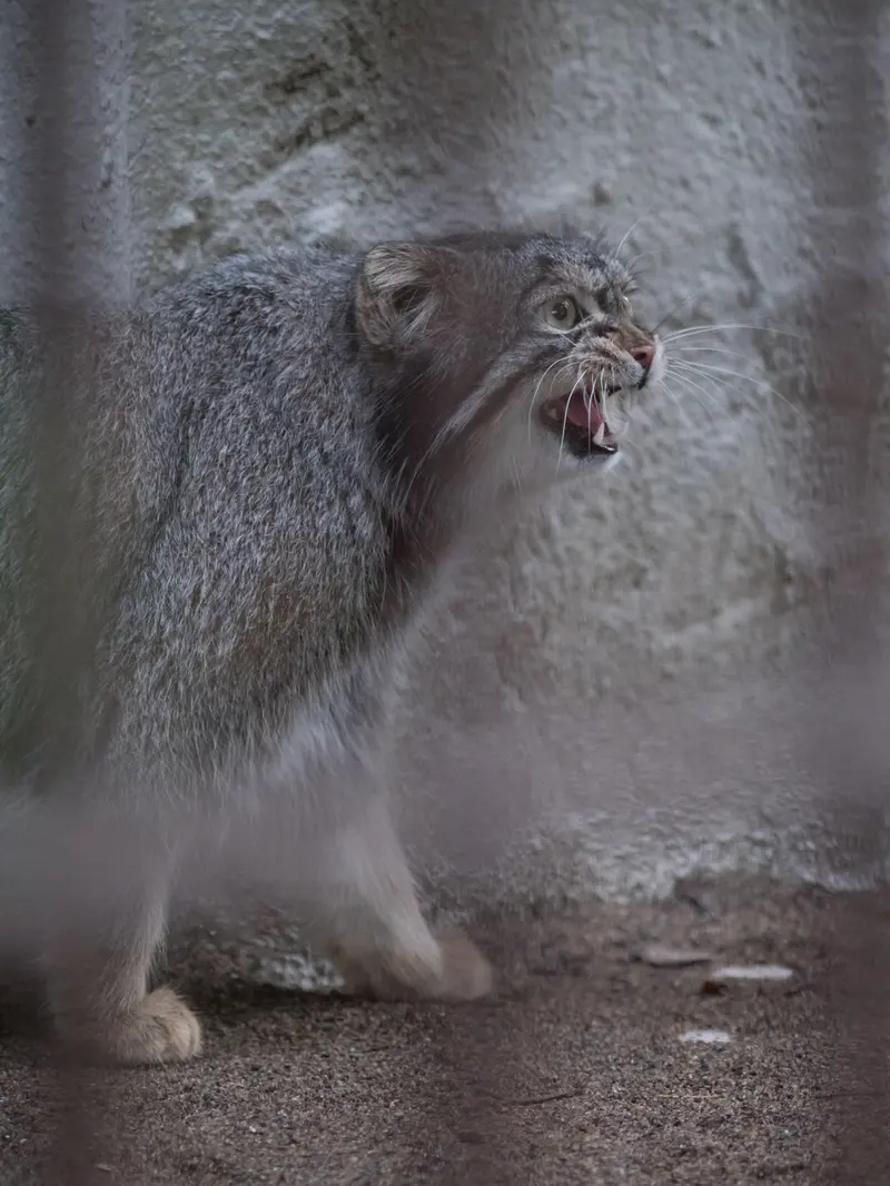 A photograph of Figa in Nogeyama Zoo