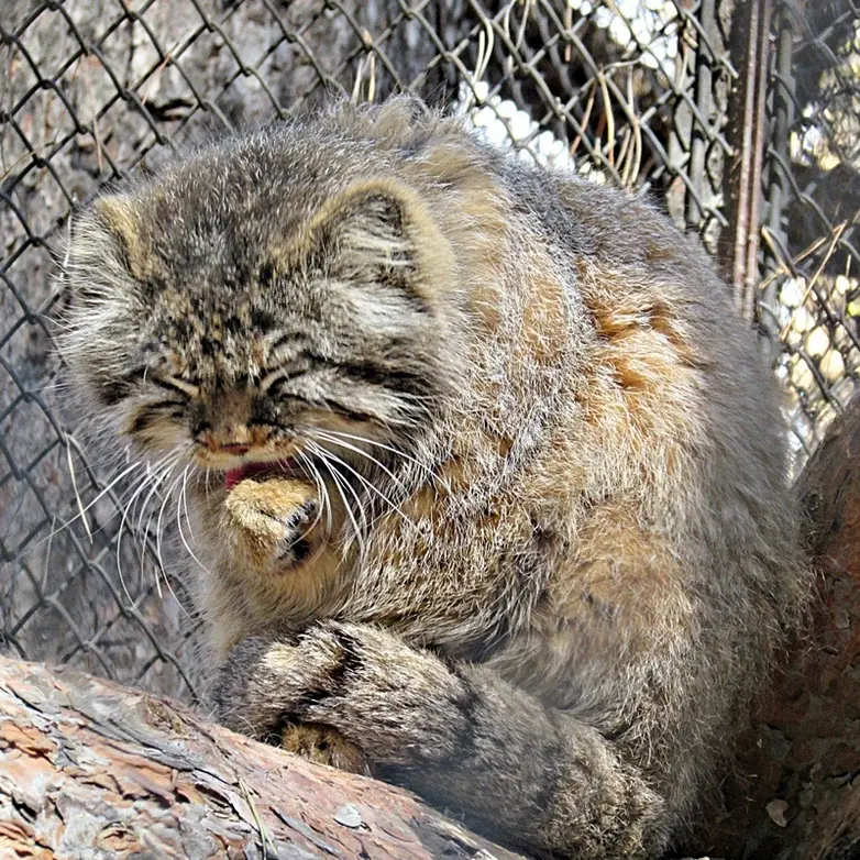 A photograph of Zelenogorsk in Novosibirsk Zoo