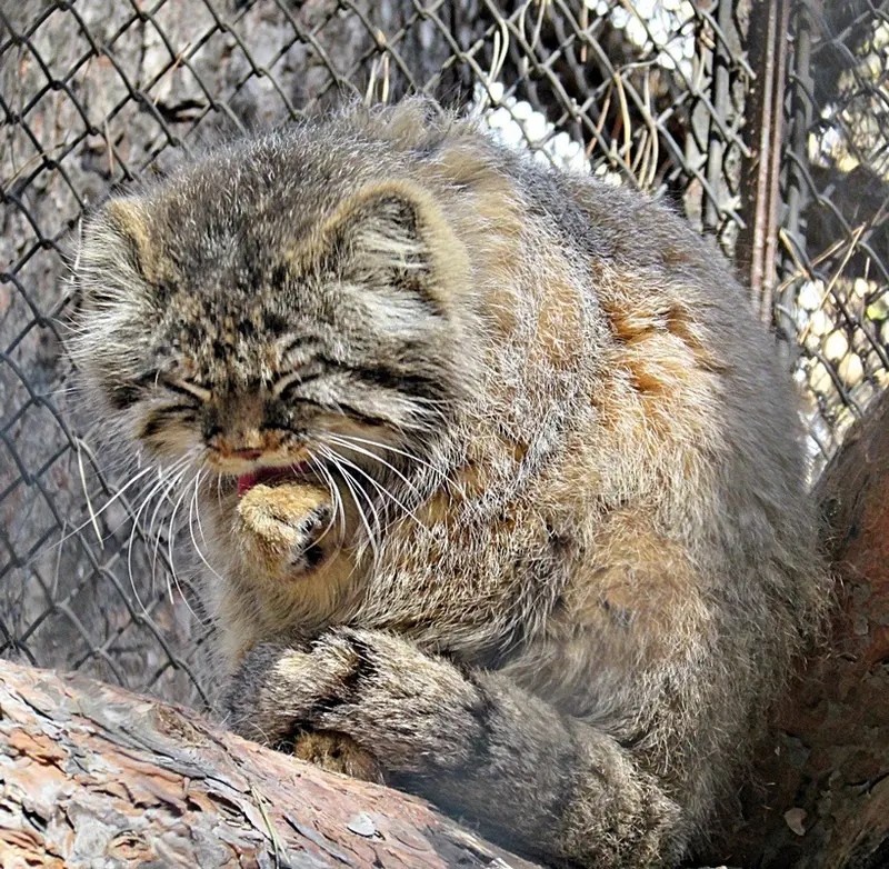 A photograph of Zelenogorsk in Novosibirsk Zoo