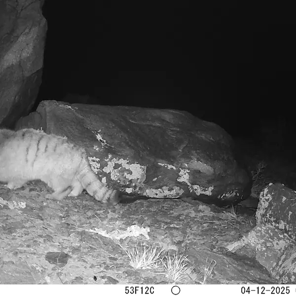 A photograph of Otocolobus manul manul from Koshkar camera trap