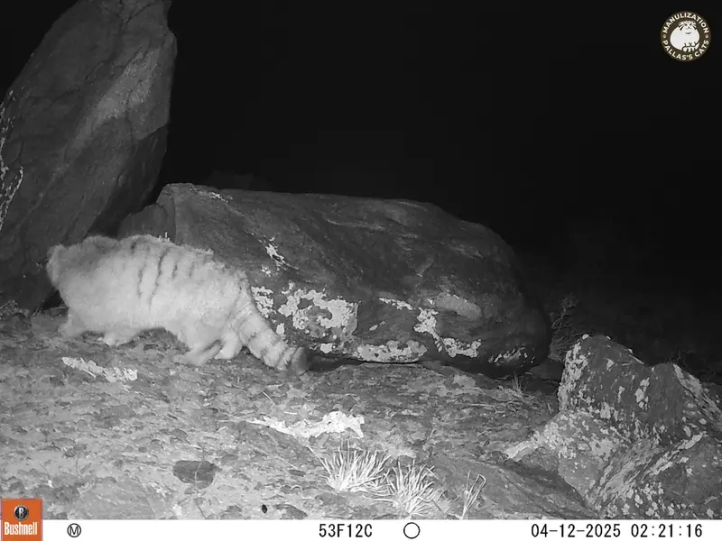 A photograph of Otocolobus manul manul from Koshkar camera trap