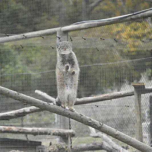 A photograph of Kharaa in Port Lympne Wild Animal Park
