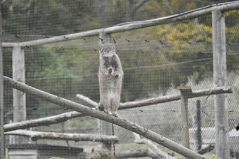 A photograph of Kharaa in Port Lympne Wild Animal Park