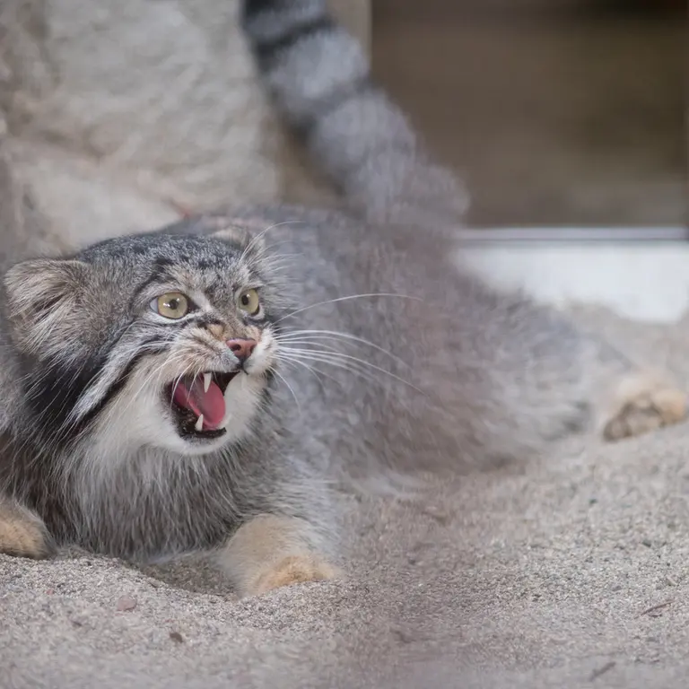 A photograph of Figa in Nogeyama Zoo