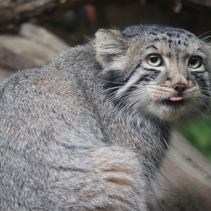 A photograph of Nagomu in Nasu Animal Kingdom