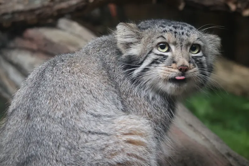 A photograph of Nagomu in Nasu Animal Kingdom
