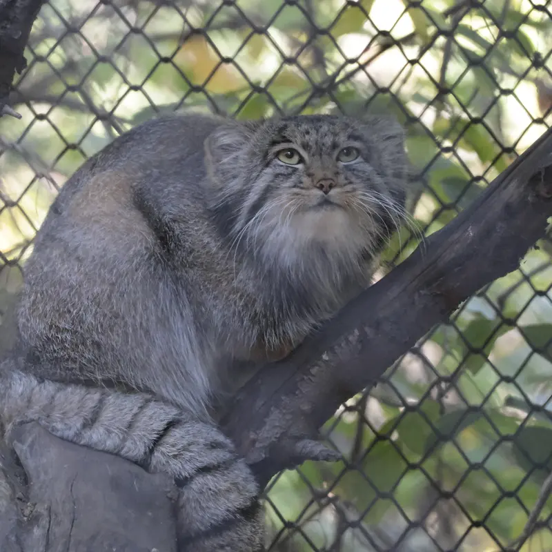 A photograph of Grey in Novosibirsk Zoo