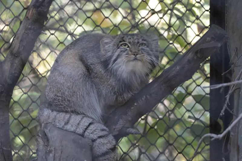 A photograph of Grey in Novosibirsk Zoo