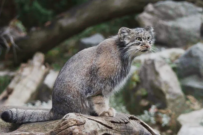 A photograph of Zarina in Wrocław Zoo