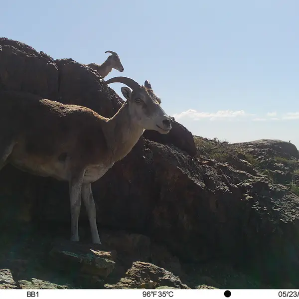 A photograph of Argali from Aktas-Kunkora camera trap