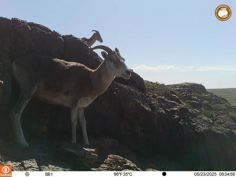 A photograph of Argali from Aktas-Kunkora camera trap