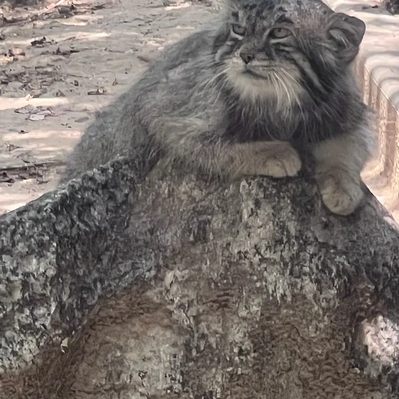A photograph of Tai Chi in Pueblo Zoo