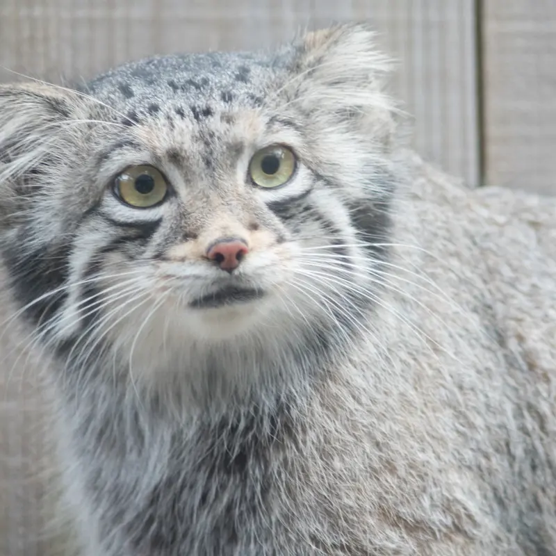 A photograph of Oto in Saitama Children's Zoo