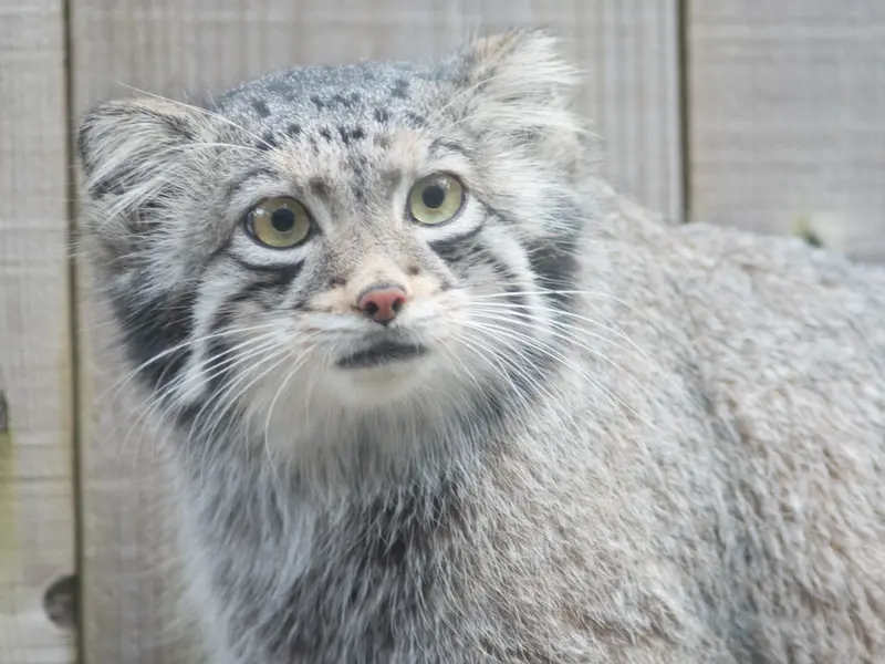 A photograph of Oto in Saitama Children's Zoo