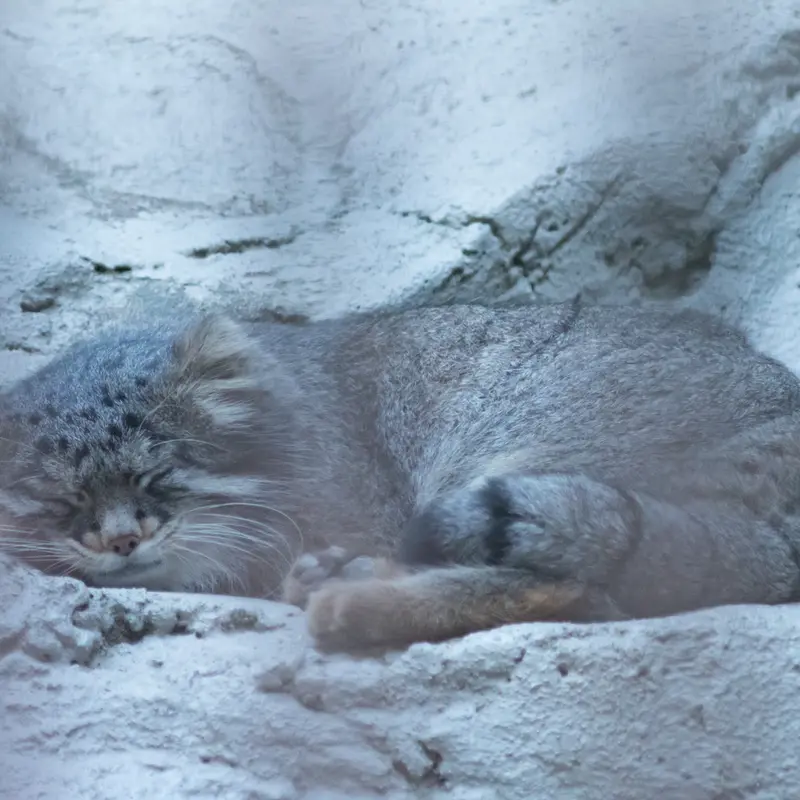 A photograph of Figa in Nogeyama Zoo