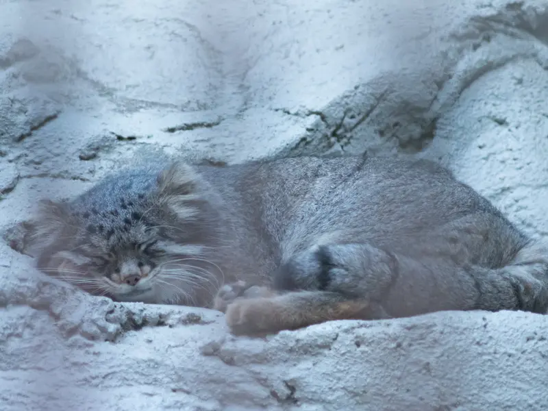 A photograph of Figa in Nogeyama Zoo