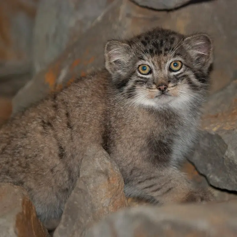 A photograph of Batu and Son of Erdene Ⅳ b. 2016 in Kraków Zoo