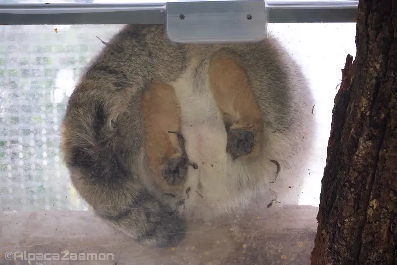 A photograph of Az in Kobe Animal Kingdom