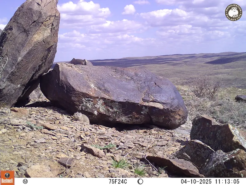 A photograph of Kazakh pika from Koshkar camera trap