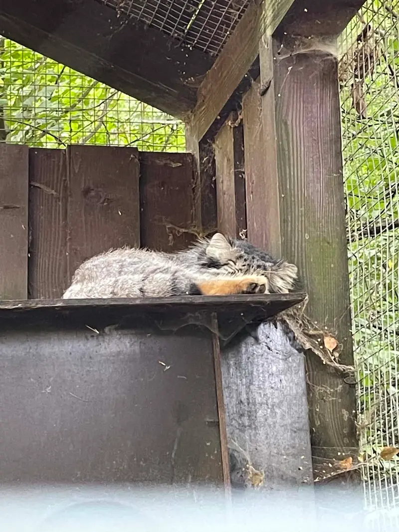 A photograph of Aysen in Košice Zoo