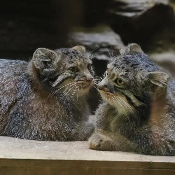 A photograph of Abrikos and Figa in Ueno Zoological Gardens