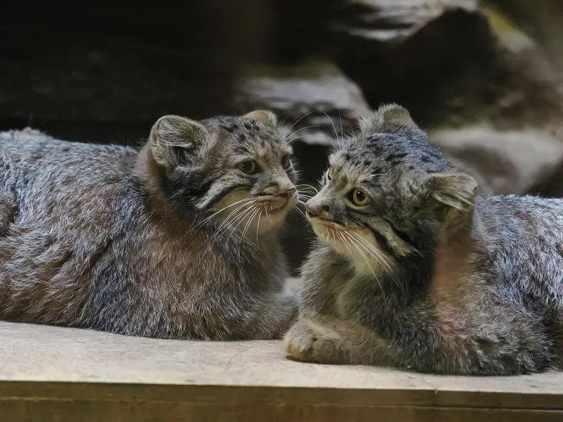A photograph of Abrikos and Figa in Ueno Zoological Gardens
